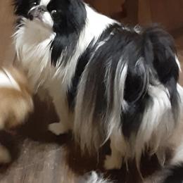 Chihuahua and Japanese Chin All Grown Up from Gift of Gods Favor