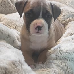 Mist - Fawn American Pit Bull Terrier puppy in Lakewood, Washington from Perrault Kennels