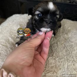 Harvey - Sable male Shih Tzu puppy in Walkertown, North Carolina from Lil’ Bit’s Shih Tzu