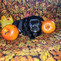 Binx - Black male Chihuahua puppy in Attleboro, Massachusetts from Treasured Hearts Chihuahuas