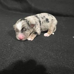 Boy 3 - Blue merle male Miniature Australian Shepherd puppy in Lubbock, Texas from Reveille awesome aussies
