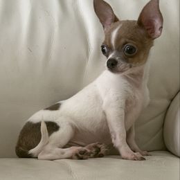 Mickey - Blue and tan male Chihuahua puppy in Fort Myers, Florida from Gulfshore Chihuahuas