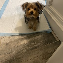 Yorkshire Terrier All Grown Up from Christ Like Pups
