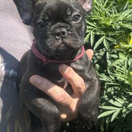 Girl 1 - female French Bulldog puppy in Charlestown, Indiana from Peche Mignon French Bulldogs