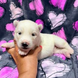 AKC Eleanor - White female Siberian Husky puppy in Centreville, Maryland from Huskies By the Bay