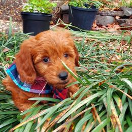 Bubba - Apricot male Goldendoodle puppy in Little Rock, Arkansas from Adorable Mini Doodles LLC