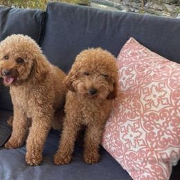 Bichon Frises and Poodles from Casa de Curls