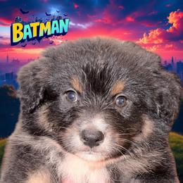 BATMAN-Black Tri Male - Black tri-color male Australian Shepherd puppy in Gainesville, Texas from Lady Luck Aussies