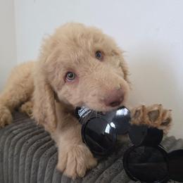 Thriller - Apricot male Labradoodle puppy in Lansing, North Carolina from Murphy Manor Mountain Doodles