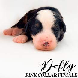 Dolly - Tri-color female Bernedoodle puppy in Tipton, Indiana from Country Creek Doodles