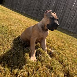 Steele - Fawn male Cane Corso puppy in (30 Minutes North Of Memphis) In Burlison, Tennessee from River Bluff Cane Corsos