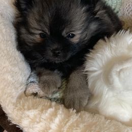 Pomeranian Puppies from Jazzy Poms
