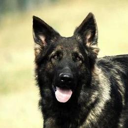 Jada - German Shepherd