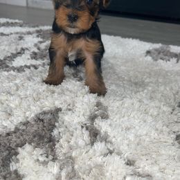 Boy 4 -Orange Collar - Yorkshire Terrier puppy from Alvarado’s Yorkies