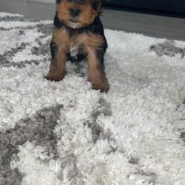 Boy 4 -Orange Collar - Yorkshire Terrier puppy from Alvarado’s Yorkies