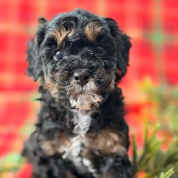 Henry - Brown white and tan male Cockapoo puppy in Saint Louis, Missouri from Jax Doodles
