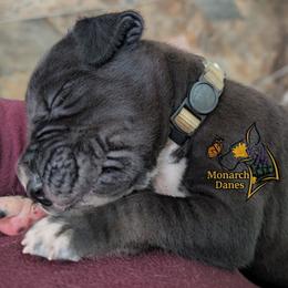 Chomper - Black male Great Dane puppy in Bay City, Michigan from Monarch Danes