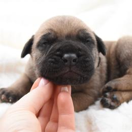 Cash - Fawn male Bullmastiff puppy in Chickasha, Oklahoma from Rustic Lace