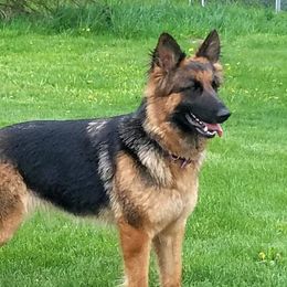 Kiya - German Shepherd