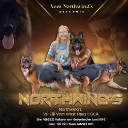 German Shepherd Puppies from Northwinds German Shepherds