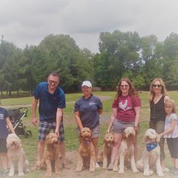 Goldendoodle Puppies from Kzoo Goldendoodles