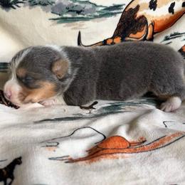 Hallie - Blue female Pembroke Welsh Corgi puppy in Hillsville, Virginia from Bonderosa Kennels