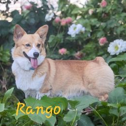 Rango - Pembroke Welsh Corgi
