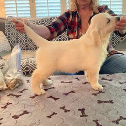 Golden Retriever Puppies from Cruz'n Golden Retrievers
