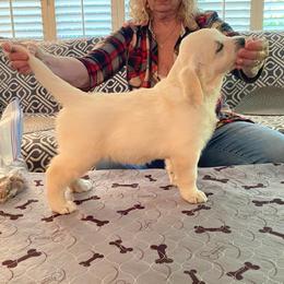 Golden Retriever Puppies from Cruz'n Golden Retrievers