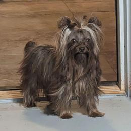 Maxxine - Chocolate and tan female Yorkshire Terrier puppy in Gatesville, Texas from KontryKritterz Yorkies