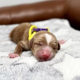 Casper - Caramel male Australian Labradoodle puppy in Calhoun, Louisiana from Arrowhead Australian Labradoodles