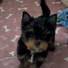 Cabo - Black and tan male Yorkshire Terrier puppy in Phil Campbell, Alabama from MagnoliaYorkies