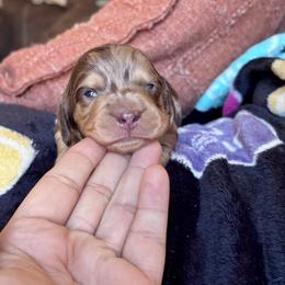 Derek - Dapple male Dachshund puppy in Hornbeck, Louisiana from A&Z Mini Dachshunds