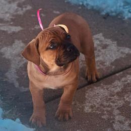 Pink female - Red female Boerboel puppy in Rockford, Illinois from Adoraboerboels