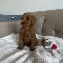 Goldendoodle and Poodle Puppies from Poodle lovers