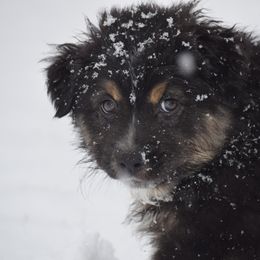 Australian Shepherd Puppies from Whitfarm Aussies