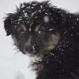 Australian Shepherd Puppies from Whitfarm Aussies