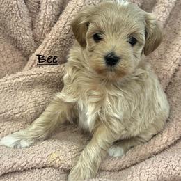 Bee - Cream female Maltipoo puppy in Traverse City, Michigan from Riyem Wildflower Farms