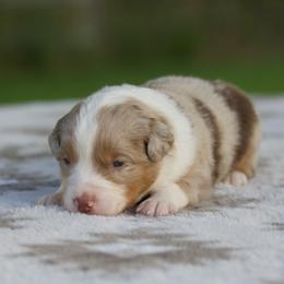 Country - Red merle male Miniature American Shepherd puppy in Stephenville, Texas from Diamond H Aussies