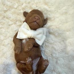 Jerome - Red male Cavapoo puppy in Central, Arizona from Desert Valley Doodles