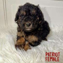 Patriot - Tri-color female Bernedoodle puppy in Beecher, Illinois from Erica’s Doodles