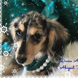 Abigail Faith - Dachshund