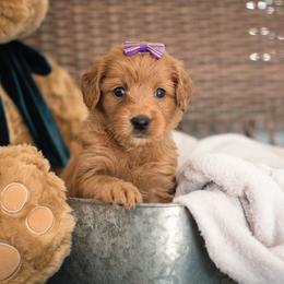 "Purple Girl Lake" Australian Labradoodle Puppies from Forever Friends Labradoodles
