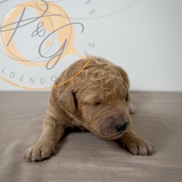 Helena (dark purple collar) - Apricot female Goldendoodle puppy in Murrieta, California from Apricot Poodles & Goldendoodles, LLC