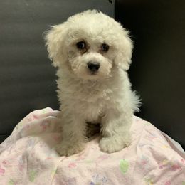 Bichon Frise and Shichon Puppies from Rose Cottage Bichons