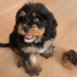 Kylo - Phantom male Bernedoodle puppy in South Jordan, Utah from Wonderful World Doodles
