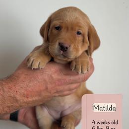 Matilda - Yellow female Labrador Retriever puppy in Lonsdale, Minnesota from Cedar Ridge Labradors