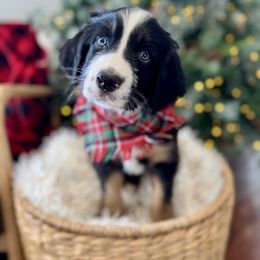 HARVEY harvest - male Australian Mountain Doodle puppy in Taylors, South Carolina from Aspen Mountain Doodles LLC