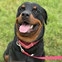 Bear - Rottweiler