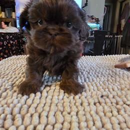 Oogie Boogie - Chocolate male Shih Tzu puppy in Fairview Park, Ohio from Sunshine Shih tzus